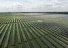 Google to Purchase 2029 Solar Output of Steel River Project in Arkansas solar energy farm via cypresscreekenergy