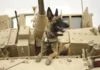 " military dog in service with the United States Air Force