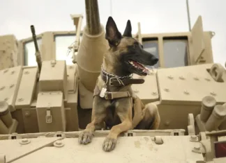 Warhound Raises $200M to Engineer Genetically Modified Military Dogs " military dog in service with the United States Air Force